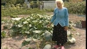 Две лунки, четыре куста, 14 тыкв!