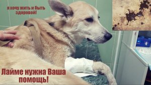 Лайму свозили на рентген в г.Пермь, ждем операцию