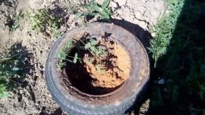 Картошка в покрышке