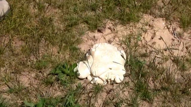 Белый гриб№2 (Южный Казахстан) смотреть онлайн