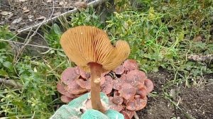 Анапа грибы в январе зимние Опята Фламулина бархатистоножковая
