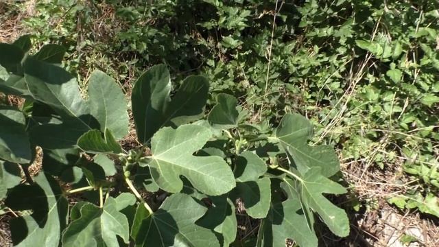 Инжир,рассказ про вирус мозаики смотреть онлайн