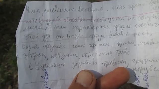 Сердечная трава. ЛЕСНАЯ СПАРЖА — сочевичник, чина Гмелина, гусинки, петушки