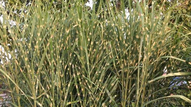 Miscanthus sinensis - Chinese silver grass ili Kineski šaš , Kineska srebrna trava смотреть онлайн