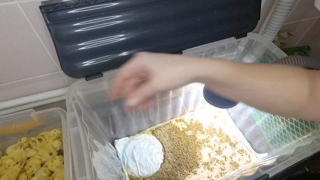 Сколько весит суточный перепелёнок?!