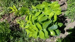 Цветы купена