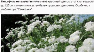 Гипсофилы: пушистые облачка в саду.