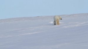 Медвежата на о-ве Земля Александры