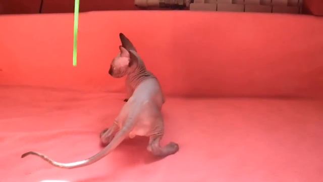 Клубный котенок порода Канадский сфинкс смотреть онлайн