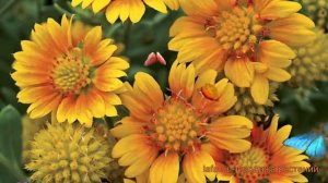 Гайлардия гибридная Аризона Эприкот ? обзор: как сажать, саженцы гайлардии Аризона Эприкот