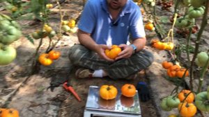 Снова желтый! Помидор-самородок  НАГГЕТ