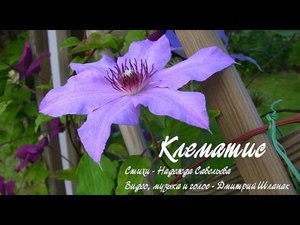Клематис.   Дачные картинки 2020