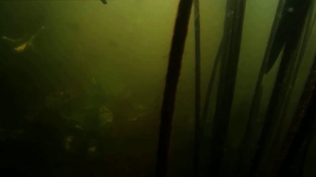 Подводная охота. смотреть онлайн