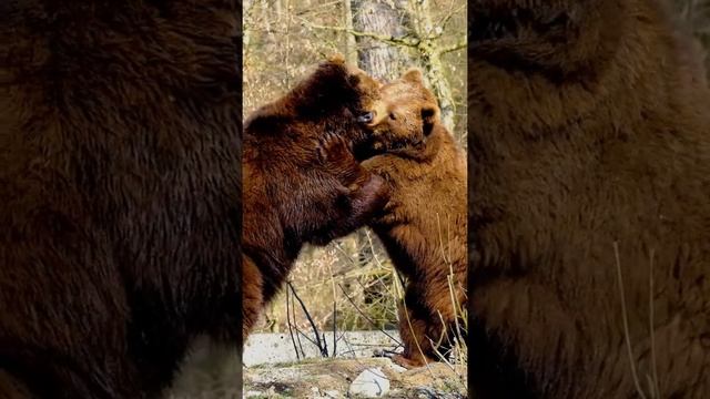 fight bears scary mouths#Shorts#схватка медведей страшые пасти смотреть онлайн