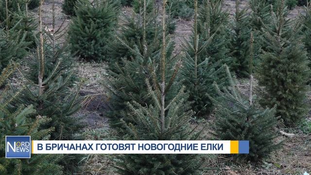 Родина ёлок на севере Молдовы: жители села Белявенцы готовят тысячи новогодних красавиц смотреть онлайн