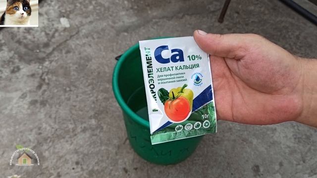 Чем обработать помидоры от вершинной гнили. Опрыскивание томатов хелатом кальция