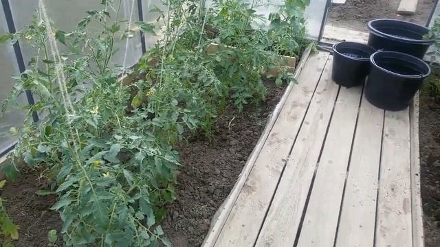 КАК Я ПОЛИВАЮ ТОМАТЫ. МУЛЬЧИРОВАНИЕ ГРЯДОК.