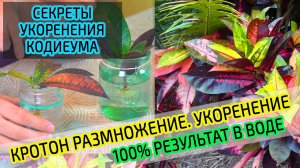 Размножение и укоренение Кротона в воде в домашних условиях. (Кодиеум)