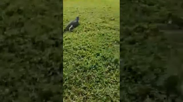 Iguana ? Jamaica ???????