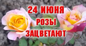 24 июня. Пионы после дождя. Начали зацветать розы