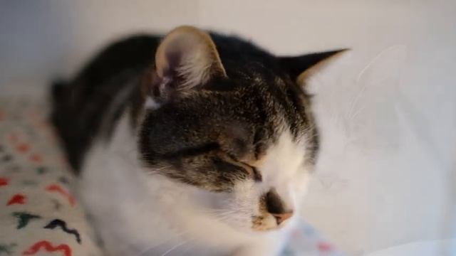 Пожелание хорошего дня и отличного настроения. смотреть онлайн