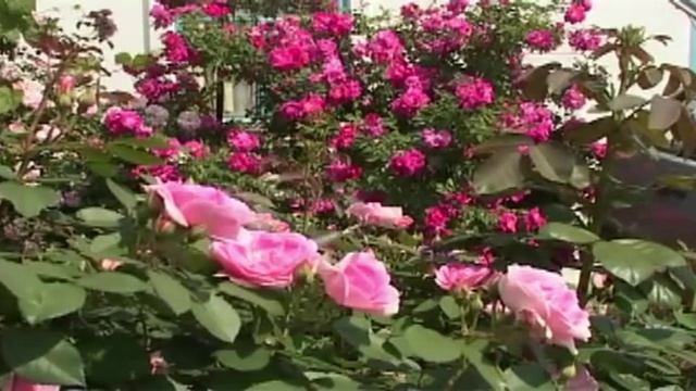 Морозостойкие розы ( Hardy roses ) смотреть онлайн