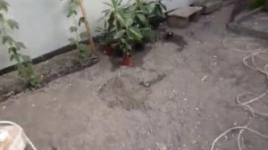 Экстрим .Папайя в +7 с плодами.