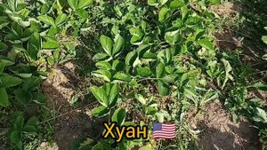✅?Обзор клубники, сорт Деройял и Хуан??