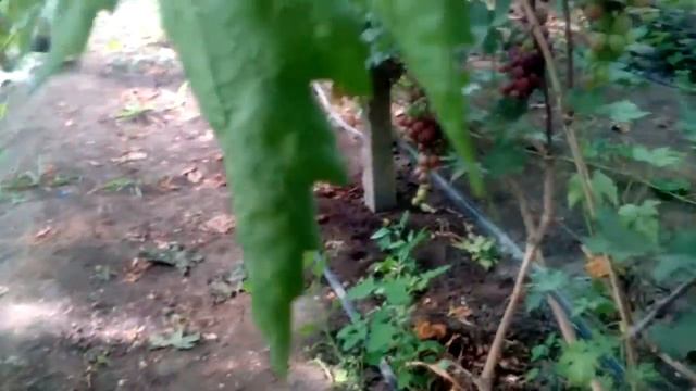 Виноград Скарлотта Ізраїль, Кардінал Неро Італія смотреть онлайн