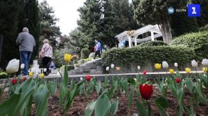 Парк «Айвазовское» готовится к Фестивалю цветения сакуры