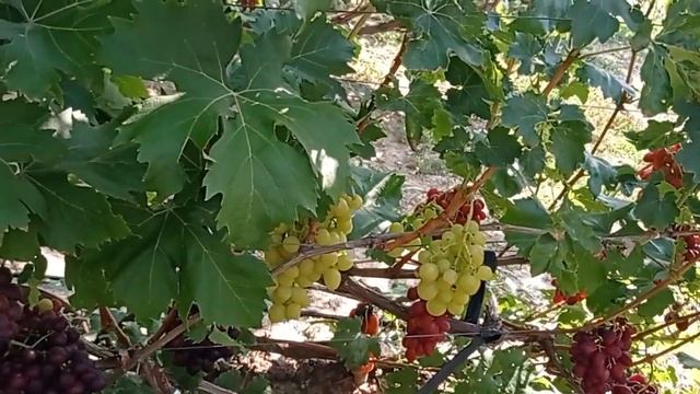 @Виноград МУСКАТ МЕДОВЫЙ Виноградник Гергеля, г Полтава, 25 08 21 смотреть онлайн