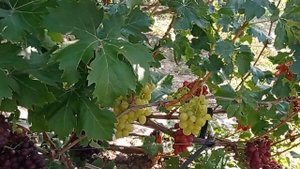 @Виноград МУСКАТ МЕДОВЫЙ  Виноградник Гергеля, г Полтава, 25 08 21