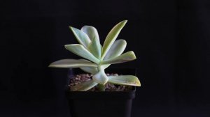 Graptoveria  Fred Ives  f  variegata