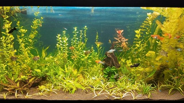 Изменения в дизайне большого аквариума новая коряга с анубиасом #nik_72 смотреть онлайн