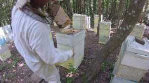 Проверка липового мёда на содержание влаги 2018 г.