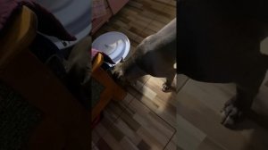 ?ПРИКЛЮЧЕНИЯ СИМБЫ? #амстафф #стаффорд #щенки