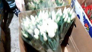 Самые красивые сорта ТЮЛЬПАНОВ. советы от Марины и Ани, бизнес на цветах, лучшие сорта с названиями