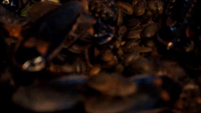 Canon EOS 1200D (US Rebel T5) with Kit Lens - Video Test 3 смотреть онлайн