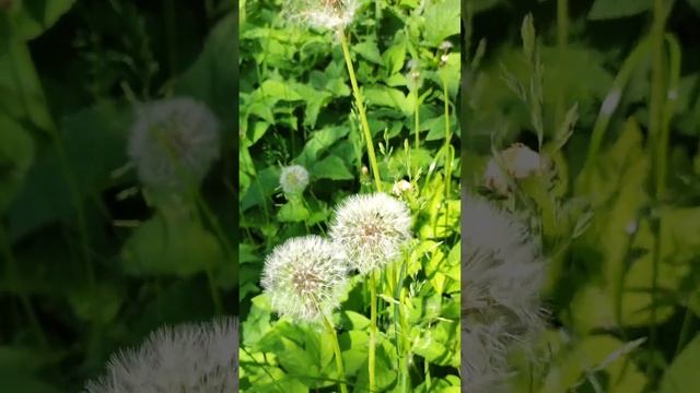 Целебный одуванчик. Весеннее утро смотреть онлайн