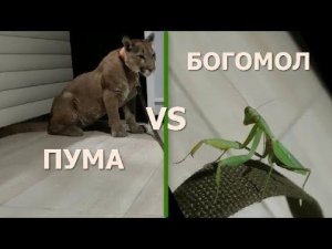 Месси против Богомола. Messi vs Mantis.