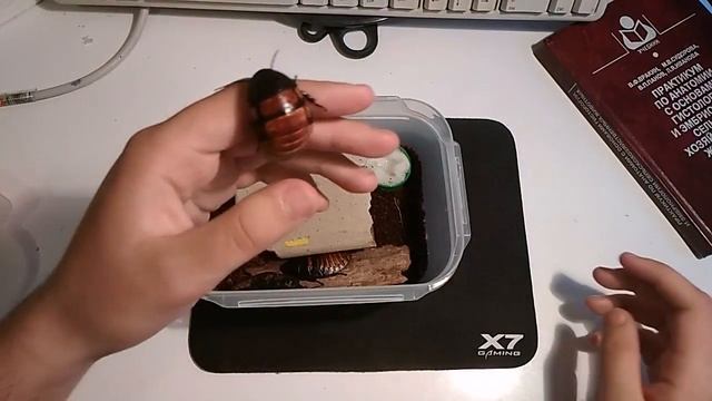Мадагаскарские шипящие тараканы - содержание, кормление, разведение #1