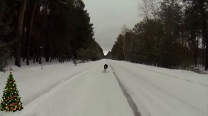 Мои собаки, кто они? / Собаки канала конура