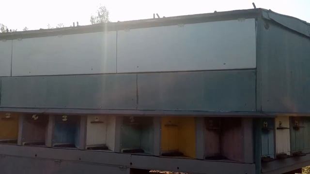 Дача, пасека, апидомик три в одном смотреть онлайн