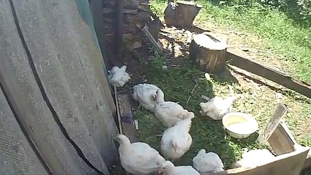 ИЗА ХАББАРД смотреть онлайн