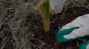 ЛИЛЕЙНИК НАРАСТИЛ КОРНИ за 3-4 ДНЯ,после ЭТОГО...часть2