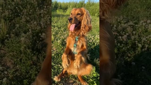 Зайка?? #английскийкокерспаниель #кокерспаниель #спаниель #cockerspaniel #spaniel