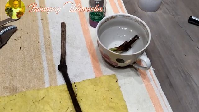 Настольная прививка винограда в саженец смотреть онлайн