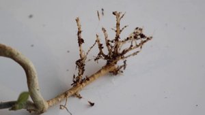 Let's rescue HOYA SP. FROM NONG NOOCH IML 1541 with semi-hydro!