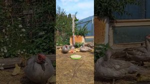 Мускусные утки Тяжёлой линии Лаванда.Вывод 20утят.