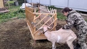 Лечим козу Тимпанолом. Переела!